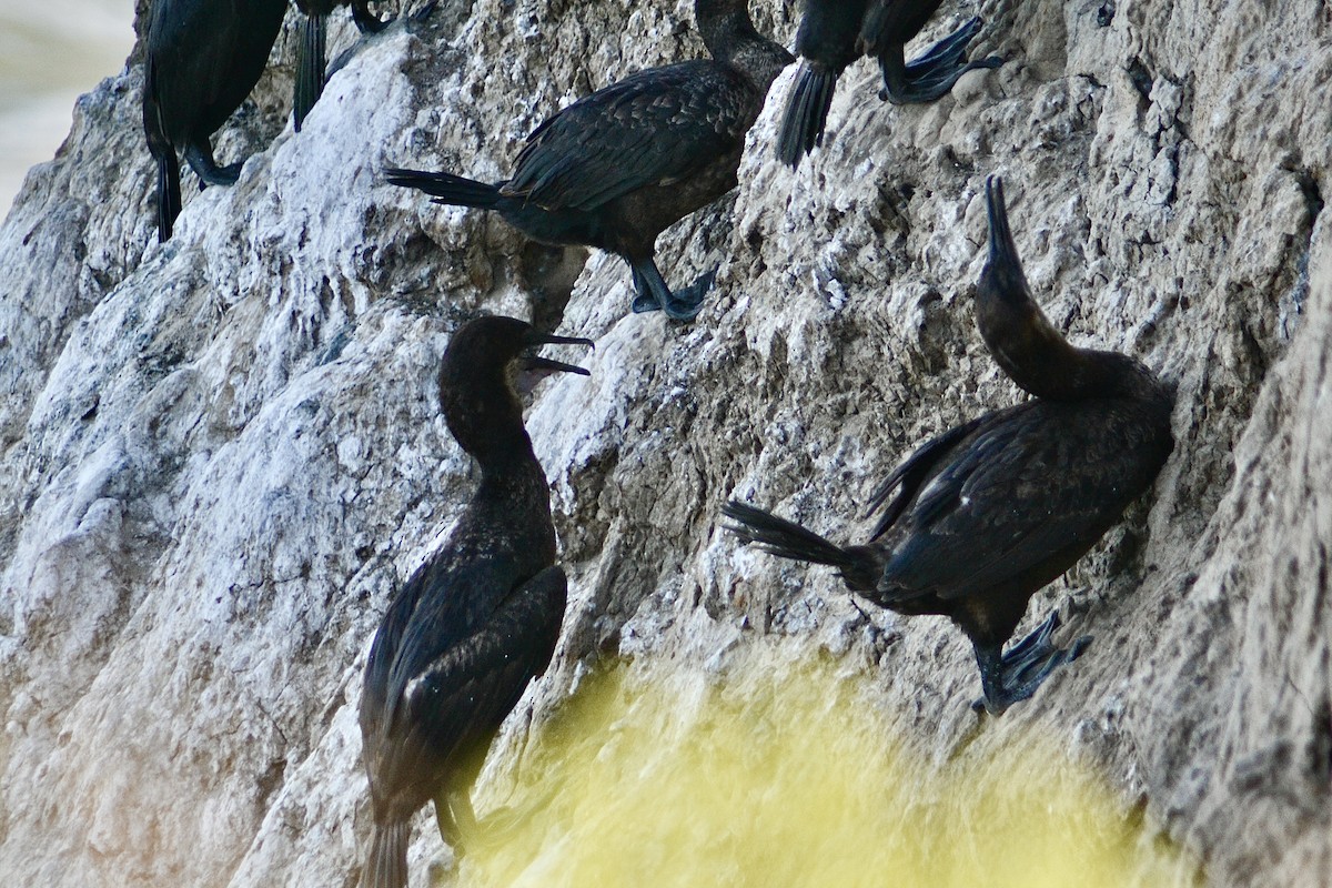Brandt's Cormorant - ML659653721