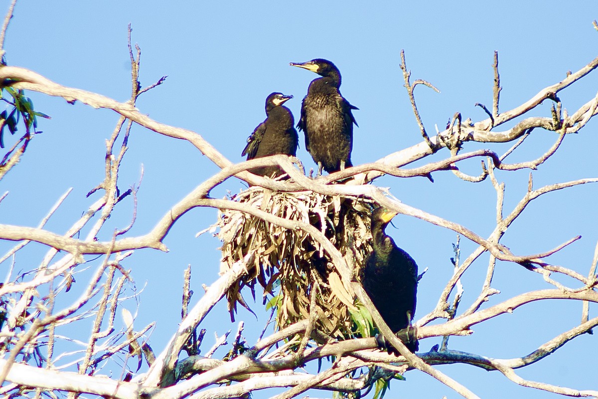 Brandt's Cormorant - ML659653738