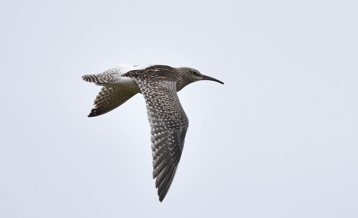 Whimbrel - Svein Ole Mikalsen