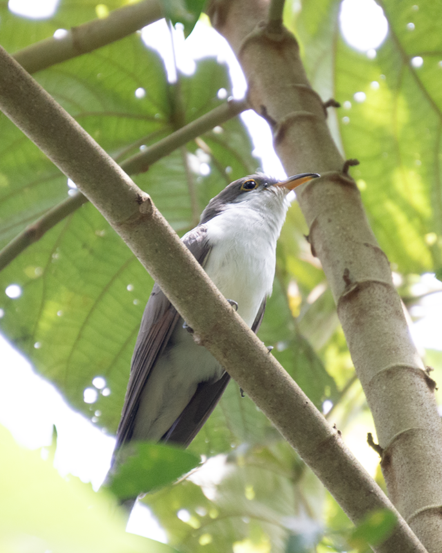 Cuclillo Piquigualdo - ML659655384