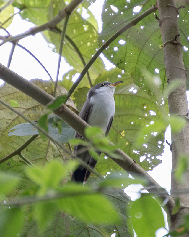 Cuclillo Piquigualdo - ML659655385