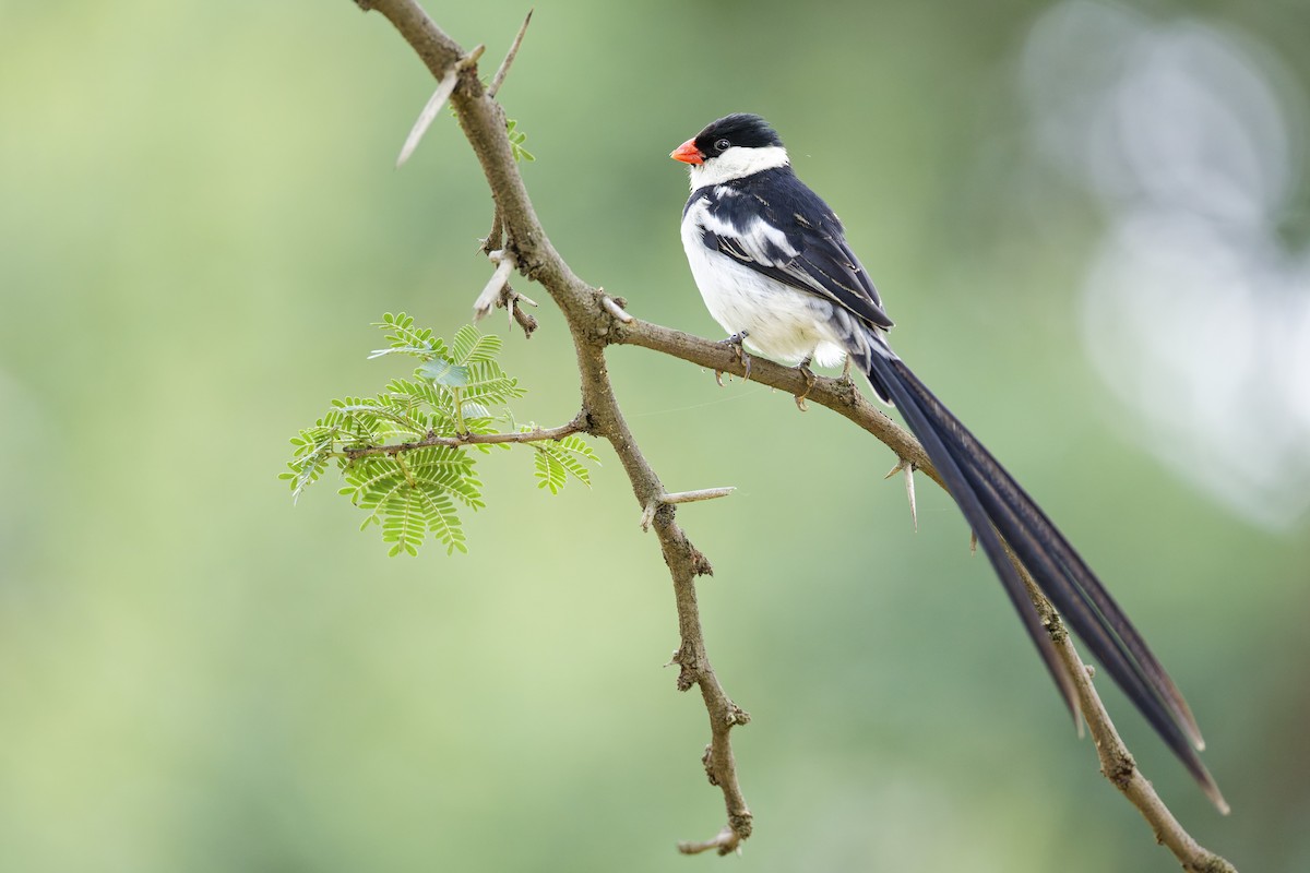 Pin-tailed Whydah - ML659655722