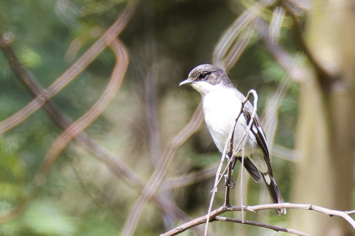 Fiscal Flycatcher - ML659655726
