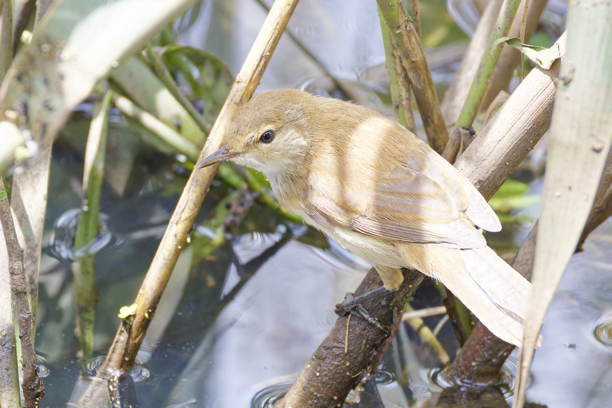 Lesser Swamp Warbler - ML659655732