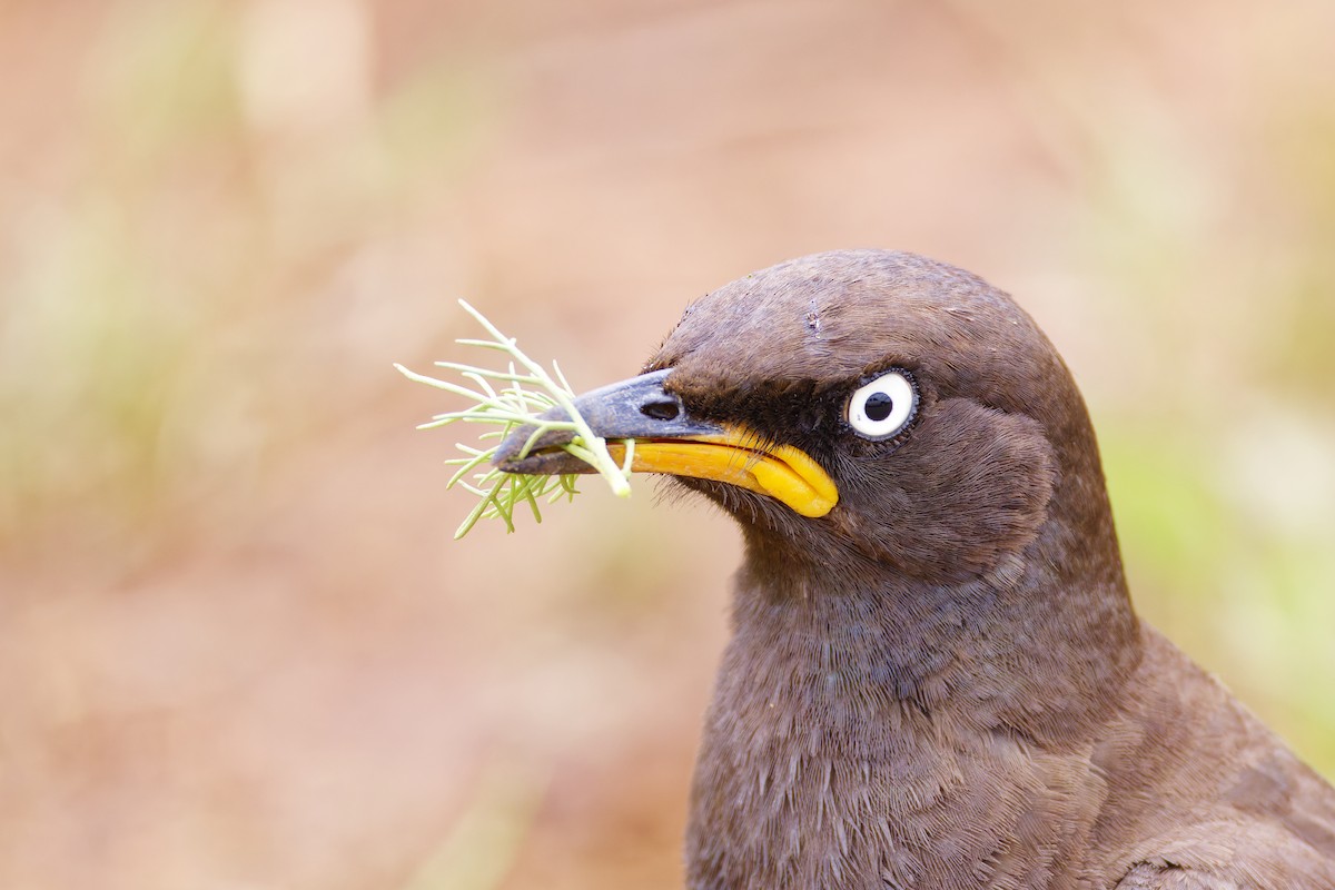 African Pied Starling - ML659655767
