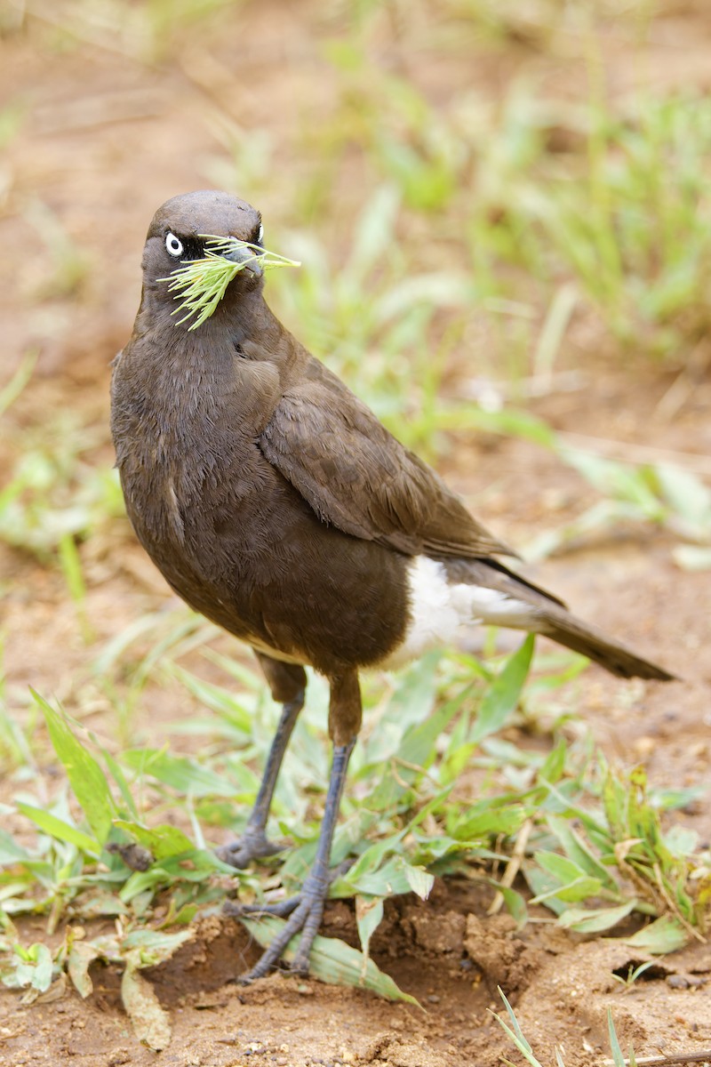 African Pied Starling - ML659655768
