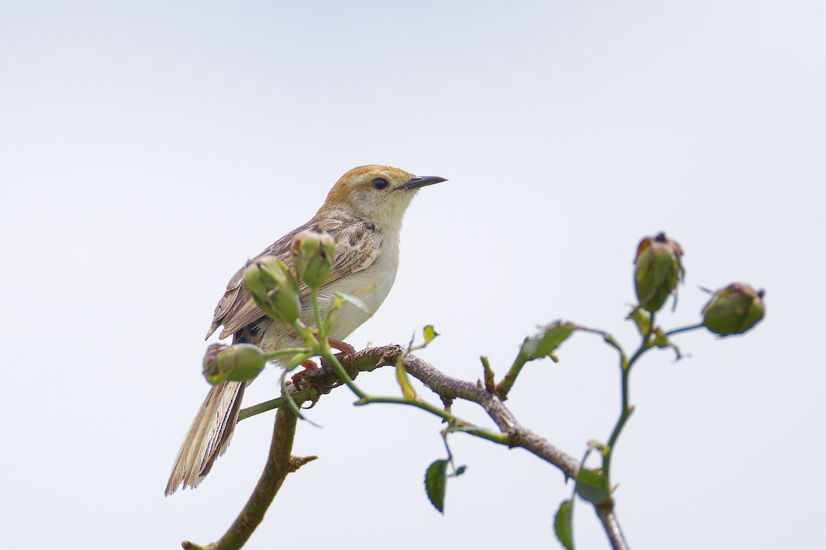 Rattling Cisticola - ML659655791