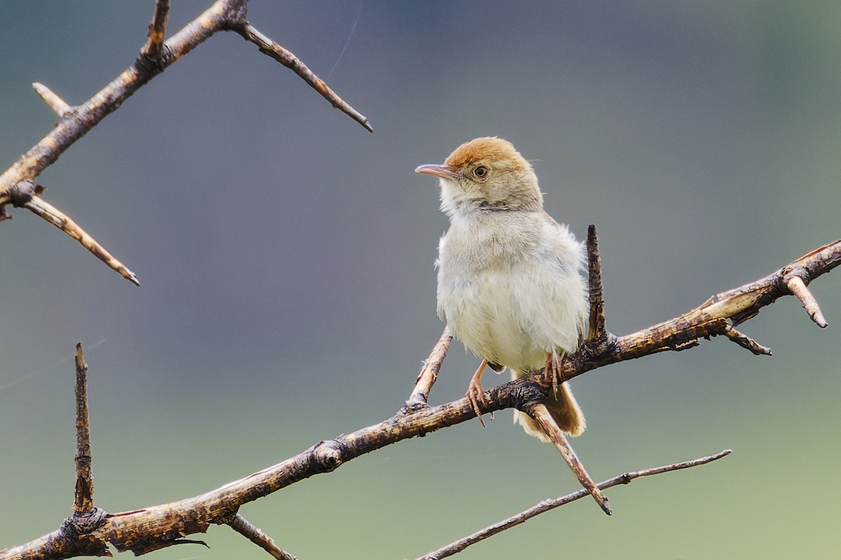 Piping Cisticola - ML659655800