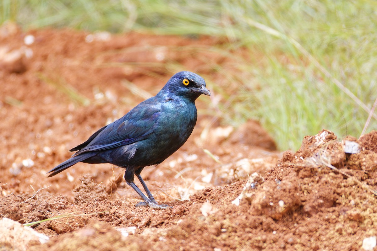 Cape Starling - ML659655805