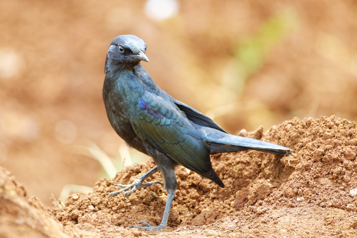 Cape Starling - ML659655813