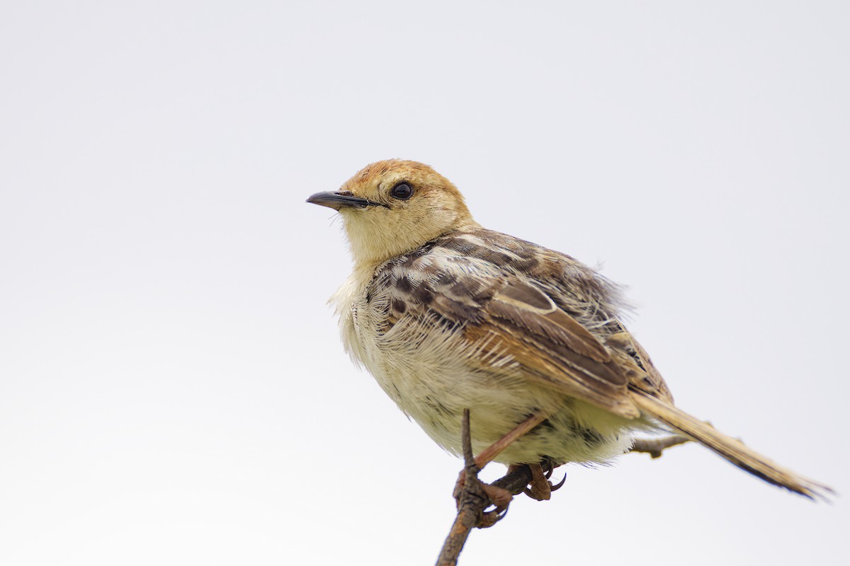 Levaillant's Cisticola - ML659655891
