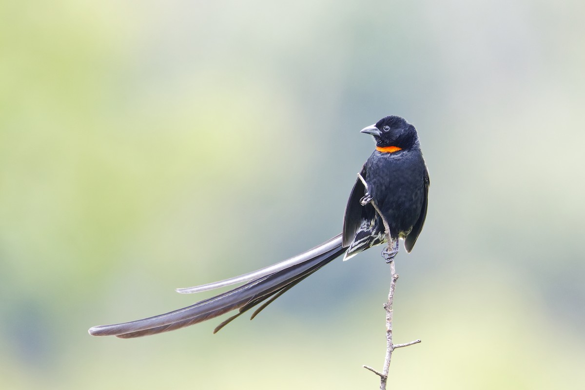 Red-collared Widowbird - ML659655985
