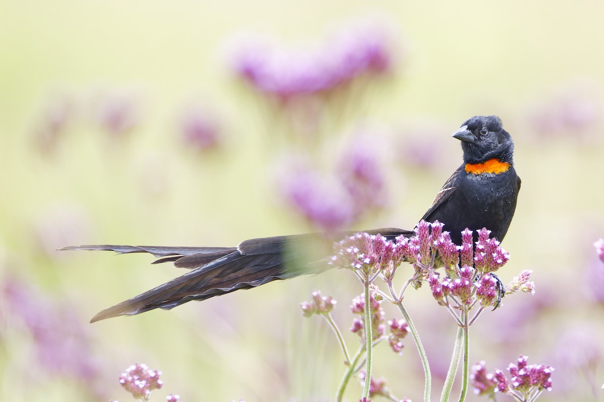 Red-collared Widowbird - ML659655986