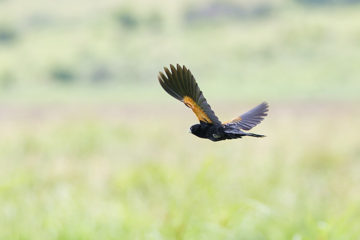 Fan-tailed Widowbird - ML659655988