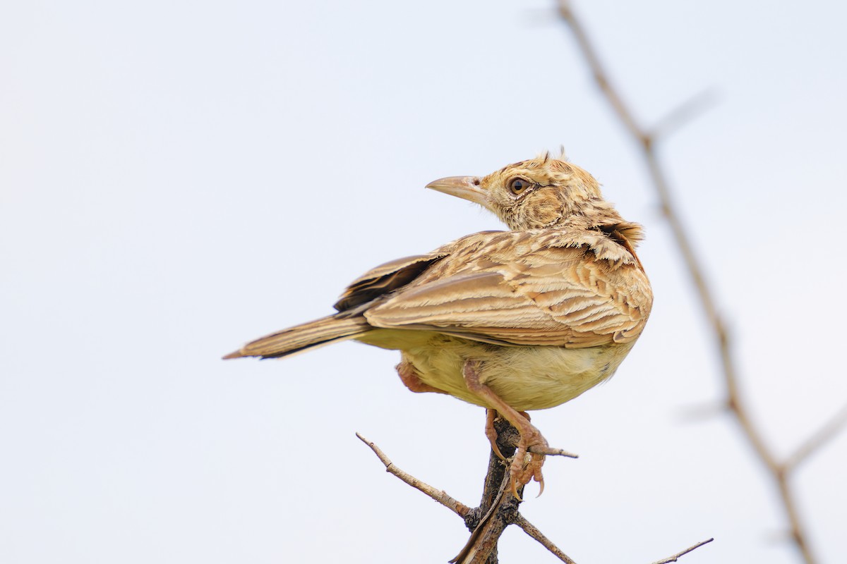 Rufous-naped Lark - ML659656131