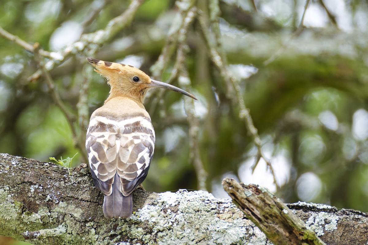 Common Hoopoe (African) - ML659656137