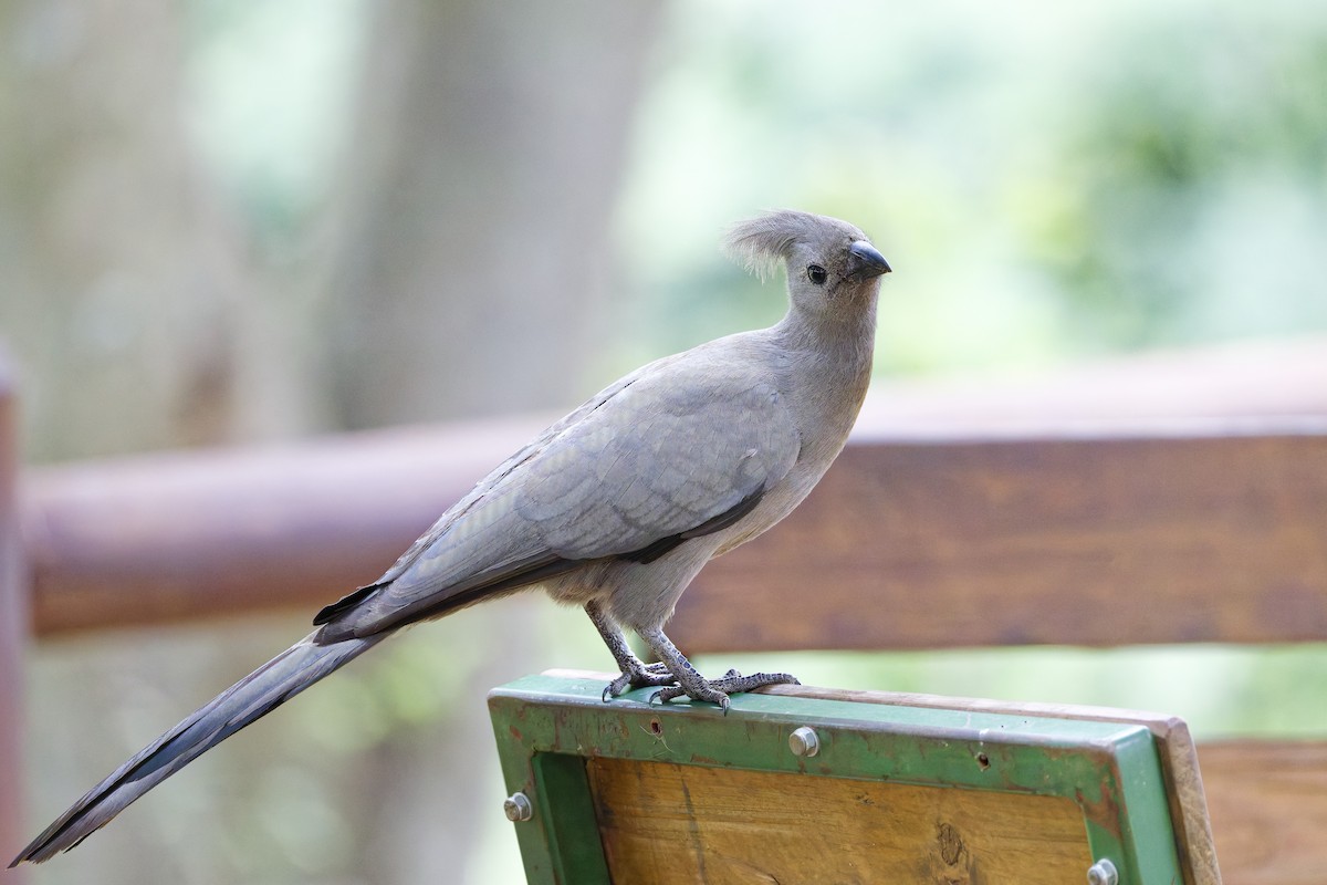 Gray Go-away-bird - ML659656143