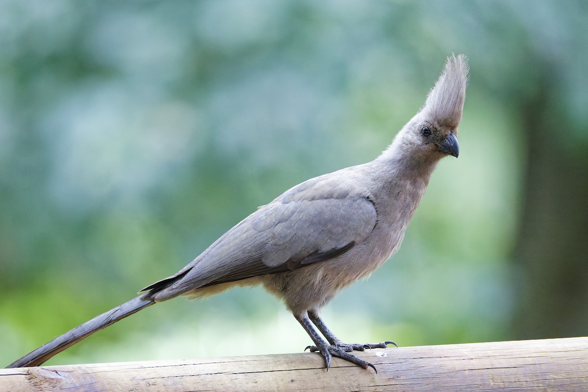 Gray Go-away-bird - ML659656144