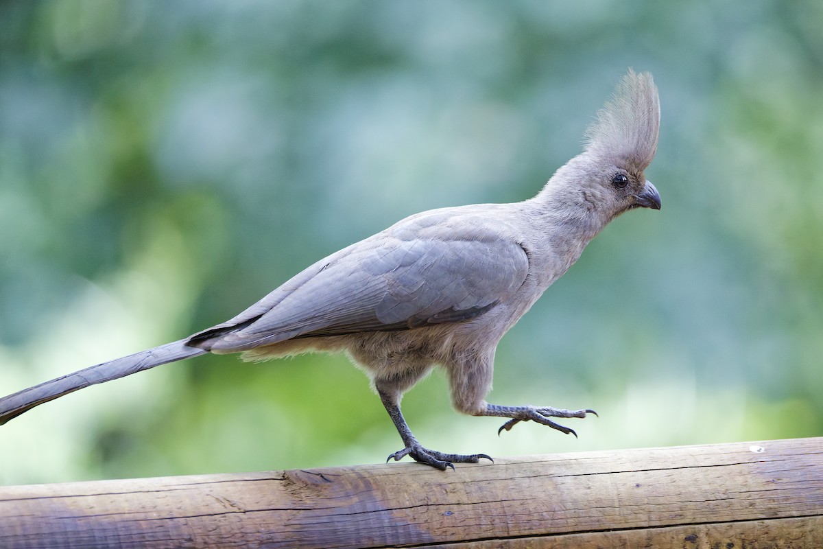 Gray Go-away-bird - ML659656145