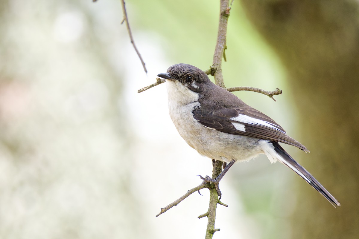 Fiscal Flycatcher - ML659656154