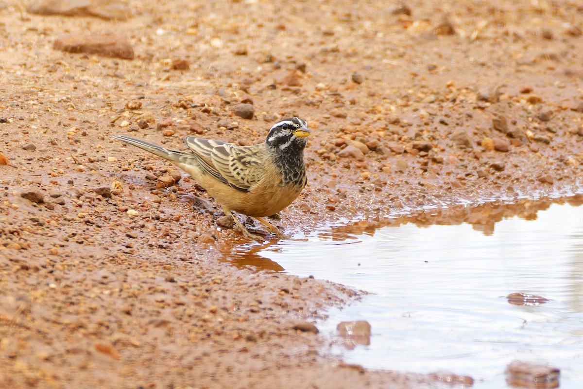 Cinnamon-breasted Bunting - ML659656157