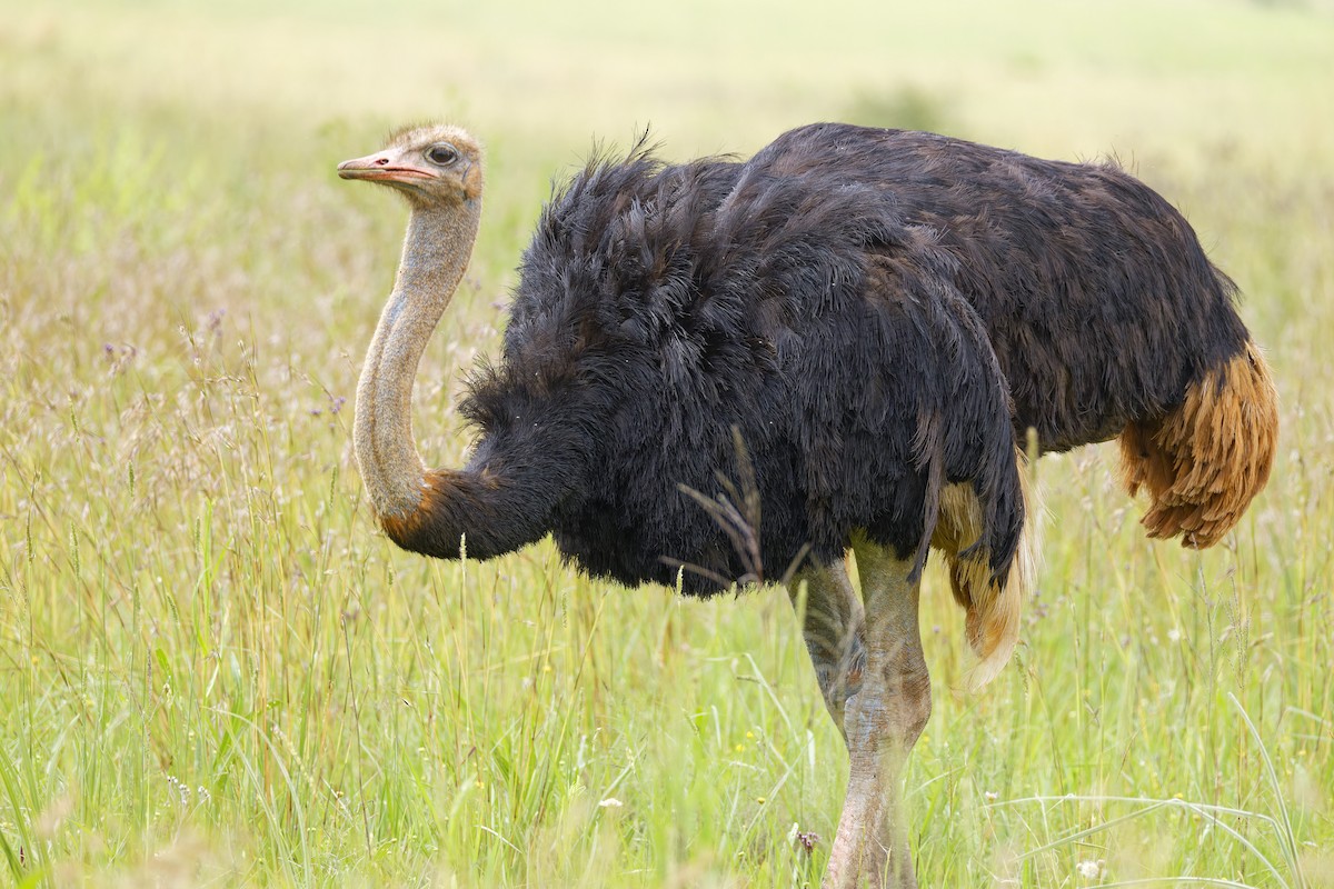 Common Ostrich - ML659656170