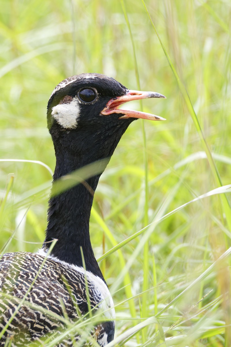White-quilled Bustard - ML659656174