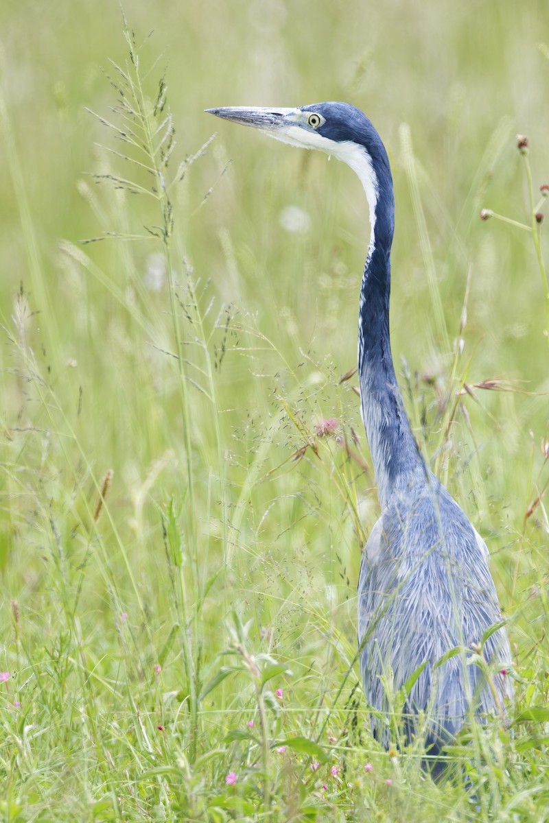 Black-headed Heron - ML659656175