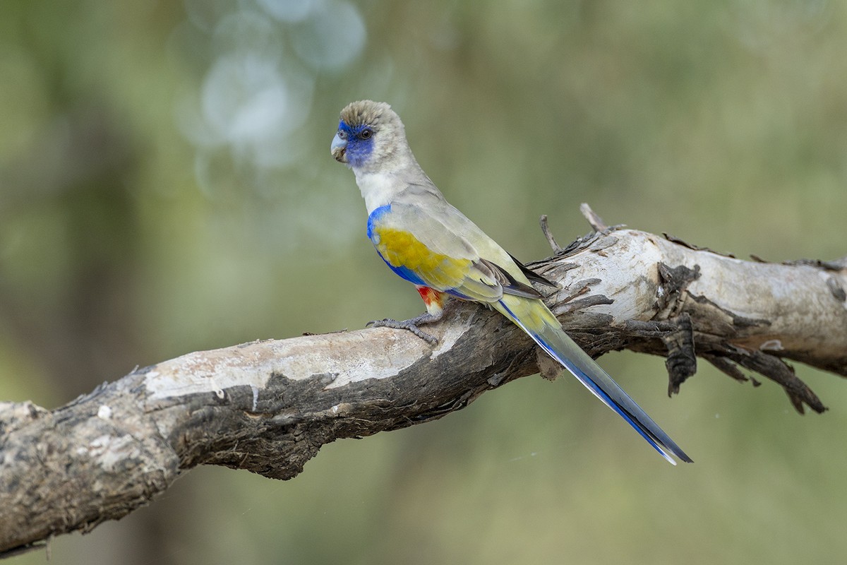 Greater Bluebonnet - ML659656199