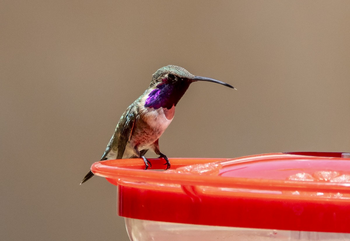 Lucifer Hummingbird - ML659656772