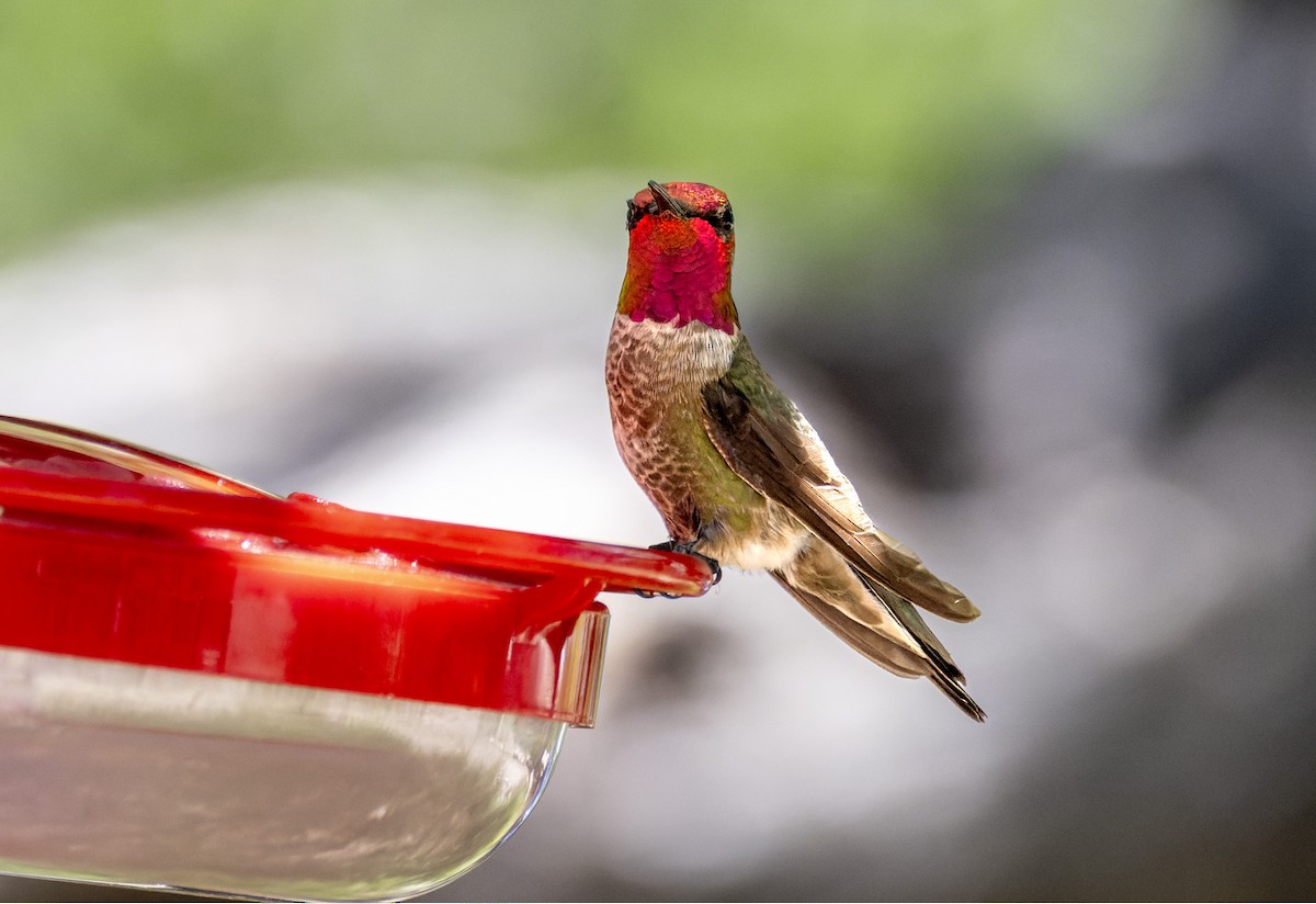 Anna's Hummingbird - ML659656796