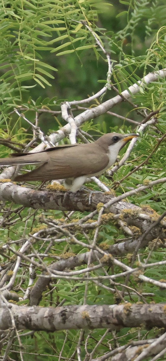 Cuclillo Piquigualdo - ML659657695