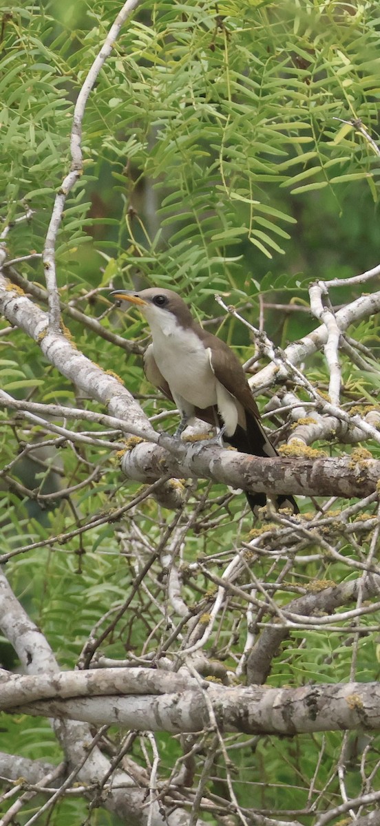 Cuclillo Piquigualdo - ML659657696