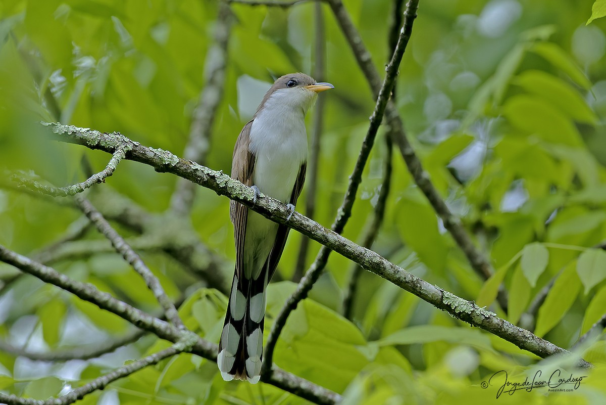 Cuclillo Piquigualdo - ML659657873