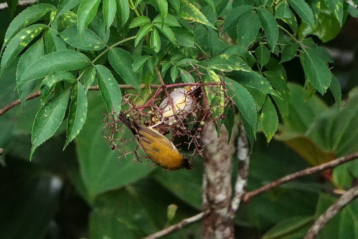 Black-capped White-eye - ML659657933
