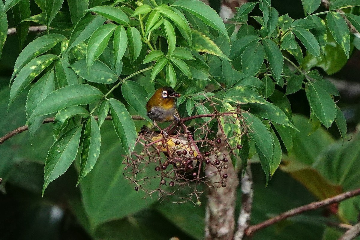 Black-capped White-eye - ML659657935