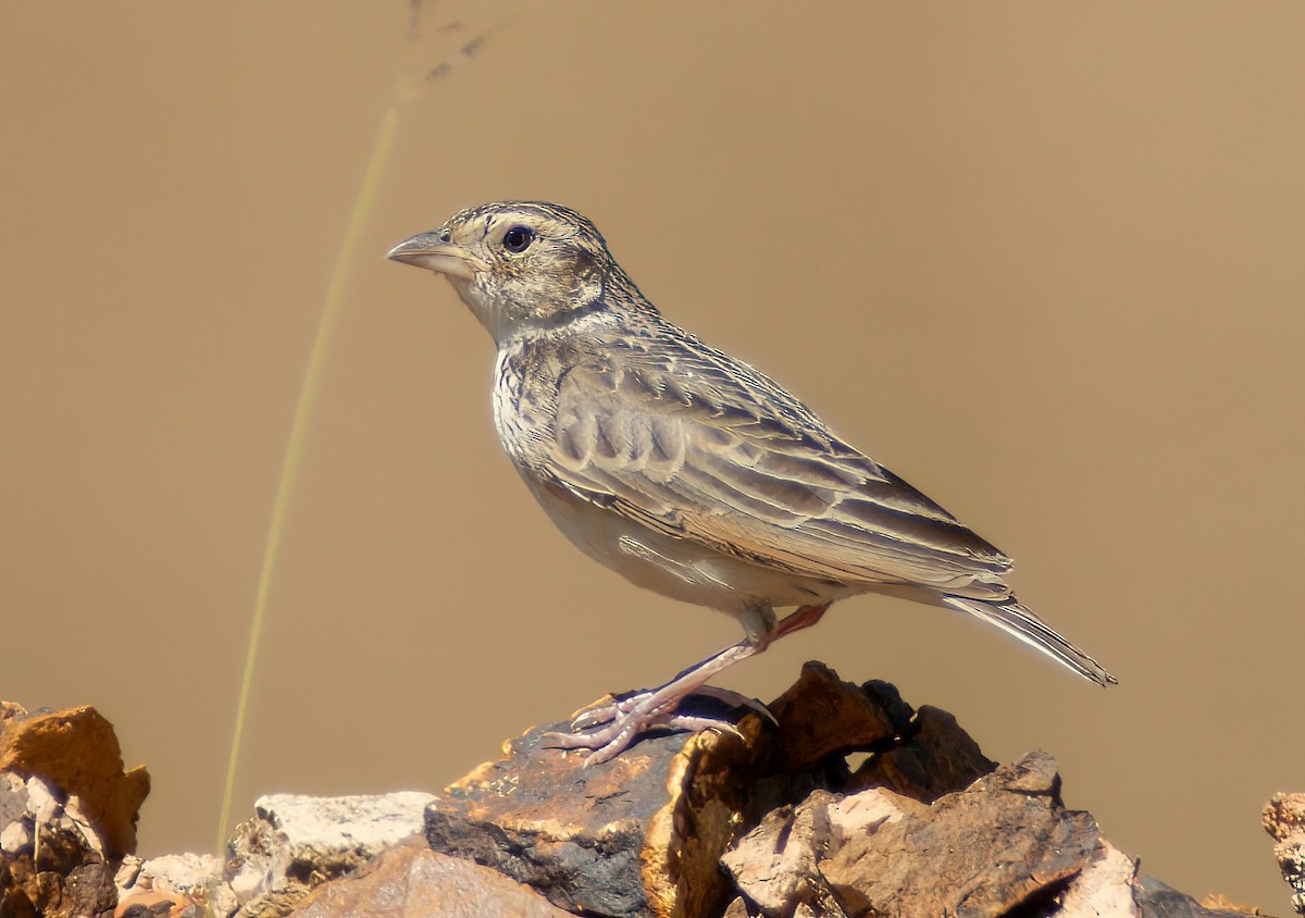 White-tailed Lark - ML659658066