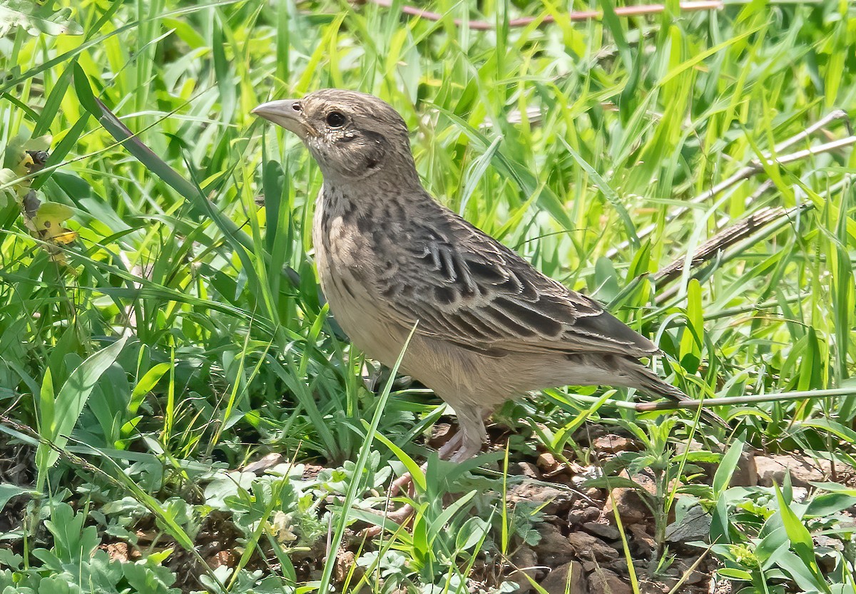 White-tailed Lark - ML659658108
