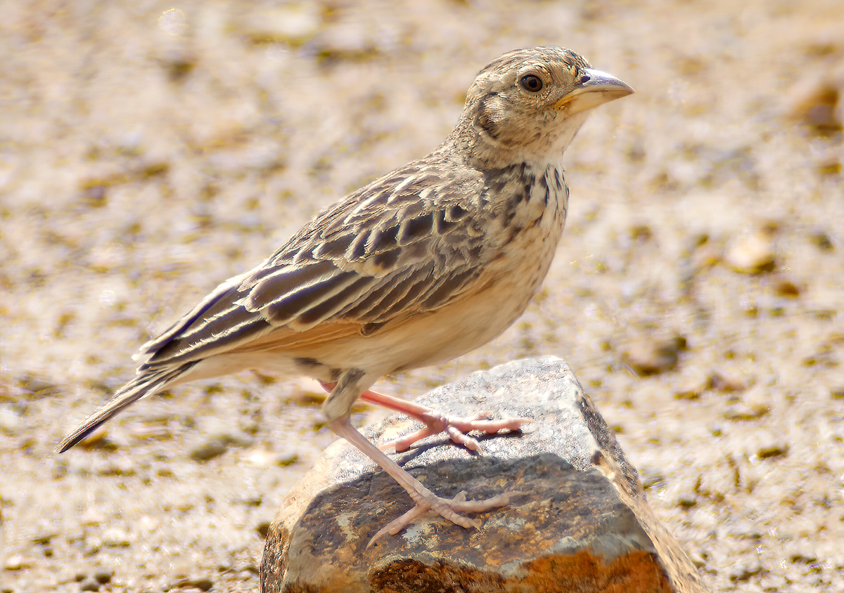 White-tailed Lark - ML659658110