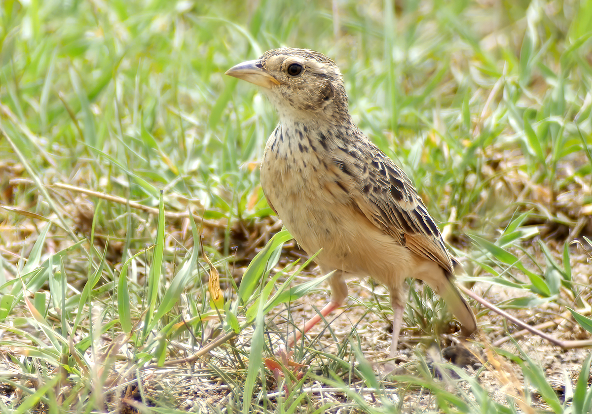 White-tailed Lark - ML659658111