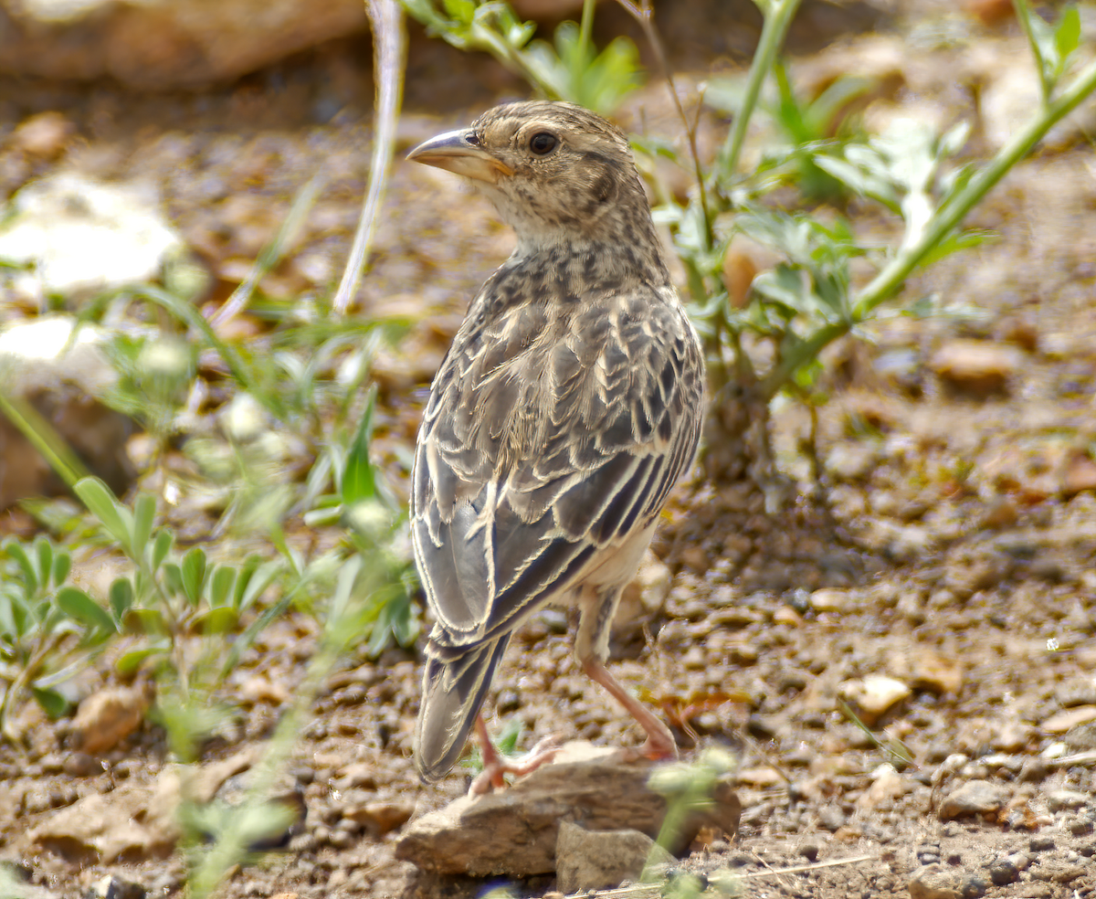 White-tailed Lark - ML659658112