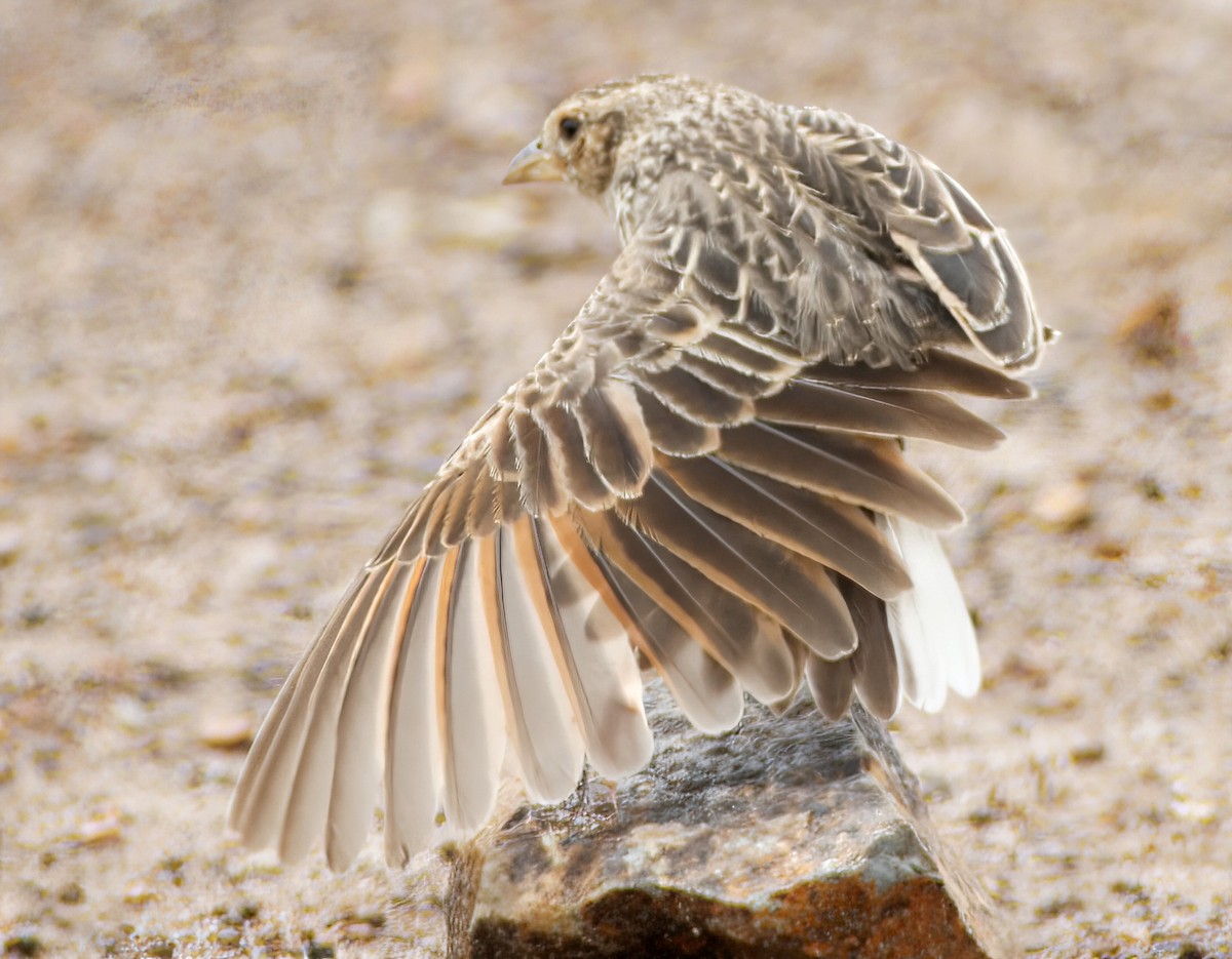 White-tailed Lark - ML659658115