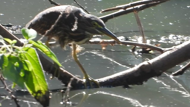 Little Heron - ML659659076