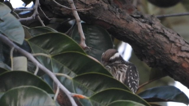 Philippine Pygmy Woodpecker - ML659659178