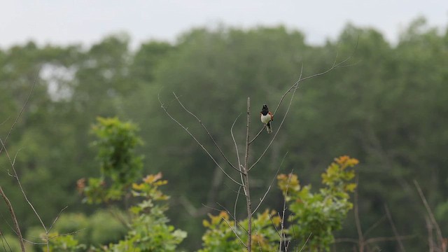 Eastern Towhee - ML659659223