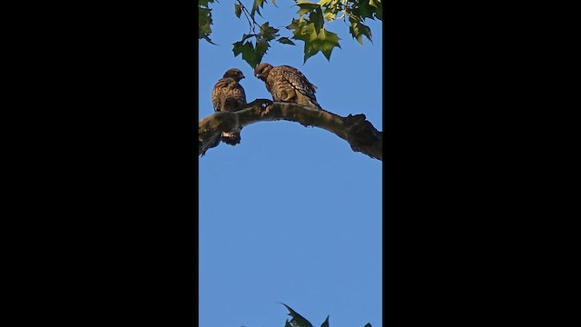 Red-shouldered Hawk - ML659659237
