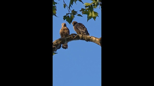 Red-shouldered Hawk - ML659659238