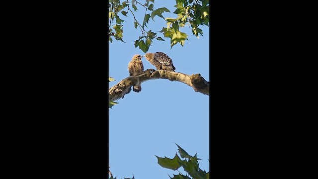 Red-shouldered Hawk - ML659659292