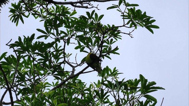 White-bellied Green-Pigeon - ML659659321