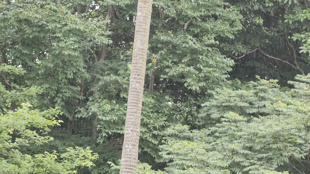 Taiwan Barbet - ML659659328